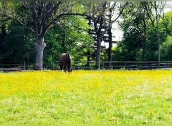 Currently, a paddock box with full board is available at our beautiful riding facility!