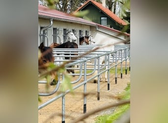 Currently, a paddock box with full board is available at our beautiful riding facility!