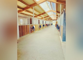Currently, a paddock box with full board is available at our beautiful riding facility!