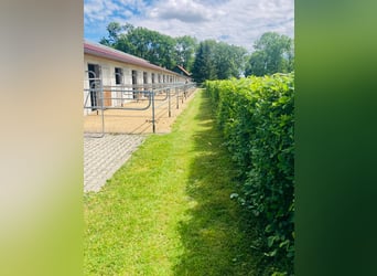 Currently, a paddock box with full board is available at our beautiful riding facility!