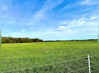 Einstellplätze am Islandpferdehof Reitzentrum Gut Sachsengang bei Wien