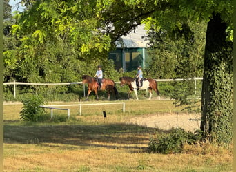 Einstellplätze am Islandpferdehof Reitzentrum Gut Sachsengang bei Wien