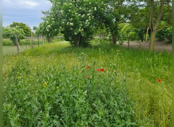 Einstellplätze in Wien- Paddockbox inkl. angeschlossener Privatkoppel und Freilauf