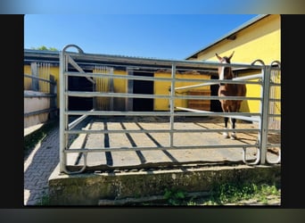 Freie Selbstversorger Paddockbox