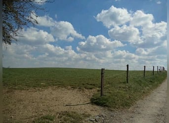 Gut Schnuck hat noch Paddock Boxen frei 