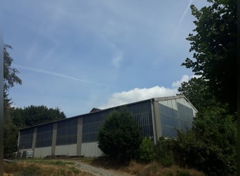 Gut Schnuck hat noch Paddock Boxen frei 