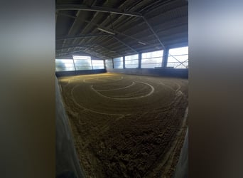 Gut Schnuck hat noch Paddock Boxen frei 