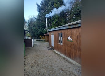 Gut Schnuck hat noch Paddock Boxen frei 