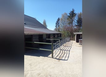 Gut Schnuck hat noch Paddock Boxen frei 