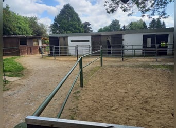 Gut Schnuck hat noch Paddock Boxen frei 