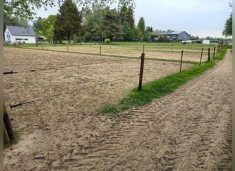 Gut Schnuck hat noch Paddock Boxen frei 