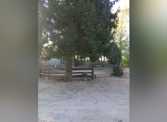 Gut Schnuck hat noch Paddock Boxen frei 
