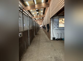 Kleiner Familiengeführter Stall hat Boxen frei 