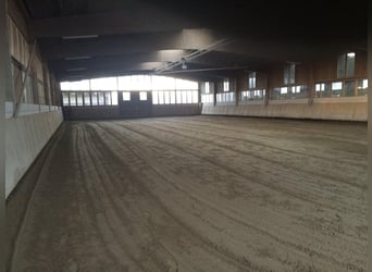 Large paddock and indoor stalls for rent