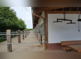 Large paddock and indoor stalls for rent