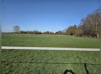 🐴 Large paddock box for rent – in a small club 🐴