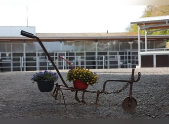 Large paddock stalls