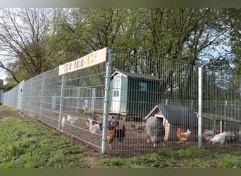 Large paddock stalls