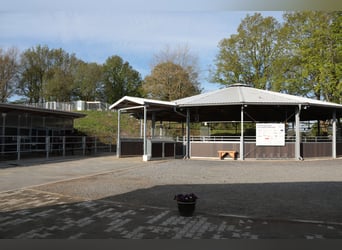 Large paddock stalls