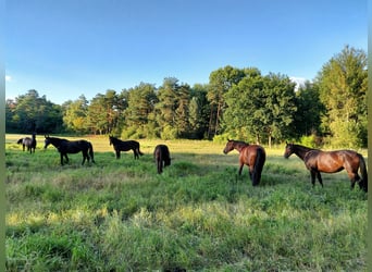 Modern bright, airy paddock boxes and stable wing set in a stunning stud farm estate