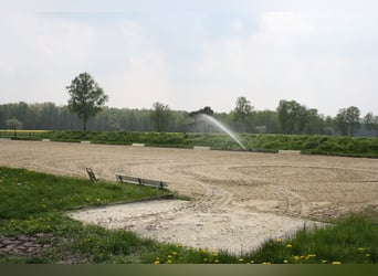 Modern bright, airy paddock boxes and stable wing set in a stunning stud farm estate