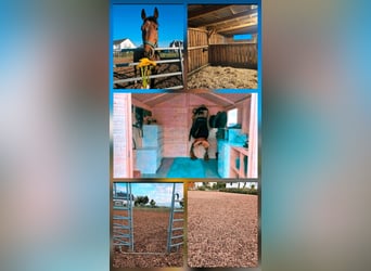 Paddock box available for rent