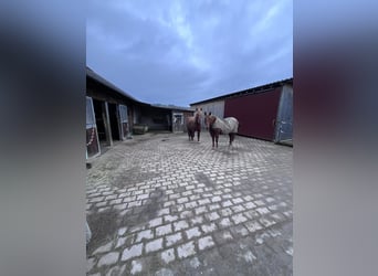 Paddock box with full board | Suitable for allergy sufferers