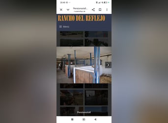 Paddock boxes available