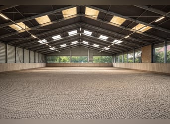 Paddock boxes, outdoor stalls, herd management, foal rearing, training, riding services