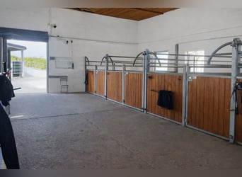 Paddock boxes, outdoor stalls, herd management, foal rearing, training, riding services