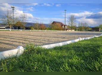 Paddock boxes, outdoor stalls, herd management, foal rearing, training, riding services