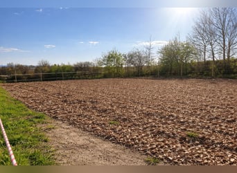 Paddock boxes, outdoor stalls, herd management, foal rearing, training, riding services