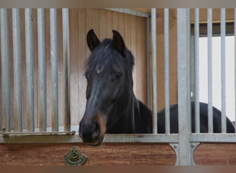 Paddock boxes with full board available on a peaceful estate