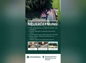 Paddockbox und Fensterbox frei