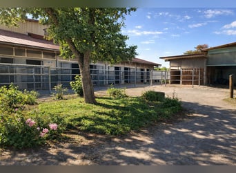 Pferdeparadies Deluxe