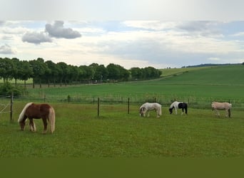 Stable with paddock and/or outdoor run