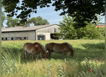 Einstellerplätze auf Weide und in der Box im Pferde- und Naturparadies