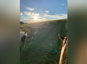 Horse Boarding Facility