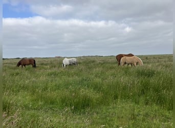 (Kur)Weideplatz auf der Nordseeinsel Langeoog