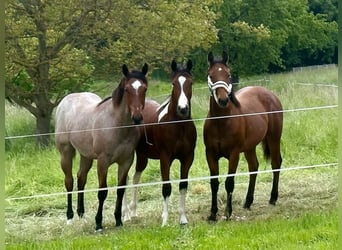 Pasture access 24/7 and indoor box for QH/PH