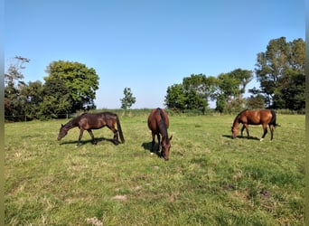 Pasture land by the North Sea / also available for year-round turnout