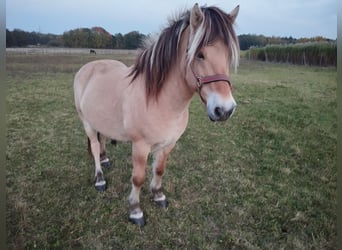 Properly housed in year-round pasture turnout (open stable) available [Wittichenau/02997]