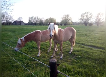 Summer pasture for yearlings