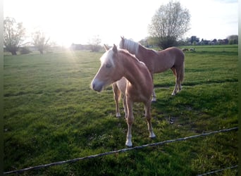 Summer pasture for yearlings