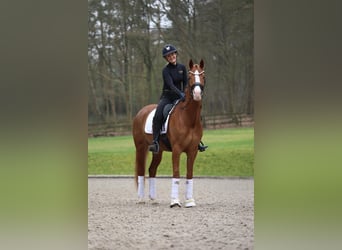 Box Frei, Full Sevice, Einsteller gesucht, Reitstall
