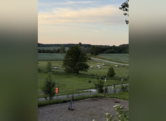 Boxen Einstellplätze frei