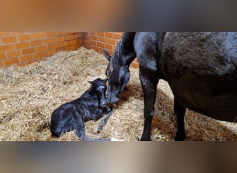Broodmares and Retirement Stalls