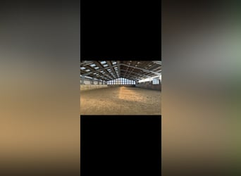 Horse boarding & training facility near Niebüll / North Sea – Full board available