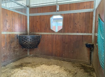 Lunging position available in a high-quality sports stable