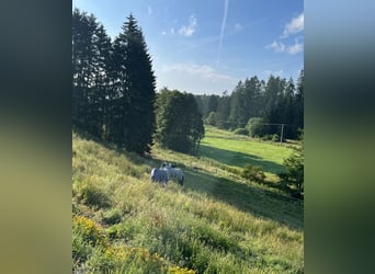 Pferdepension in der Eifel-Reha und Rentnerpferde liebevoll betreut